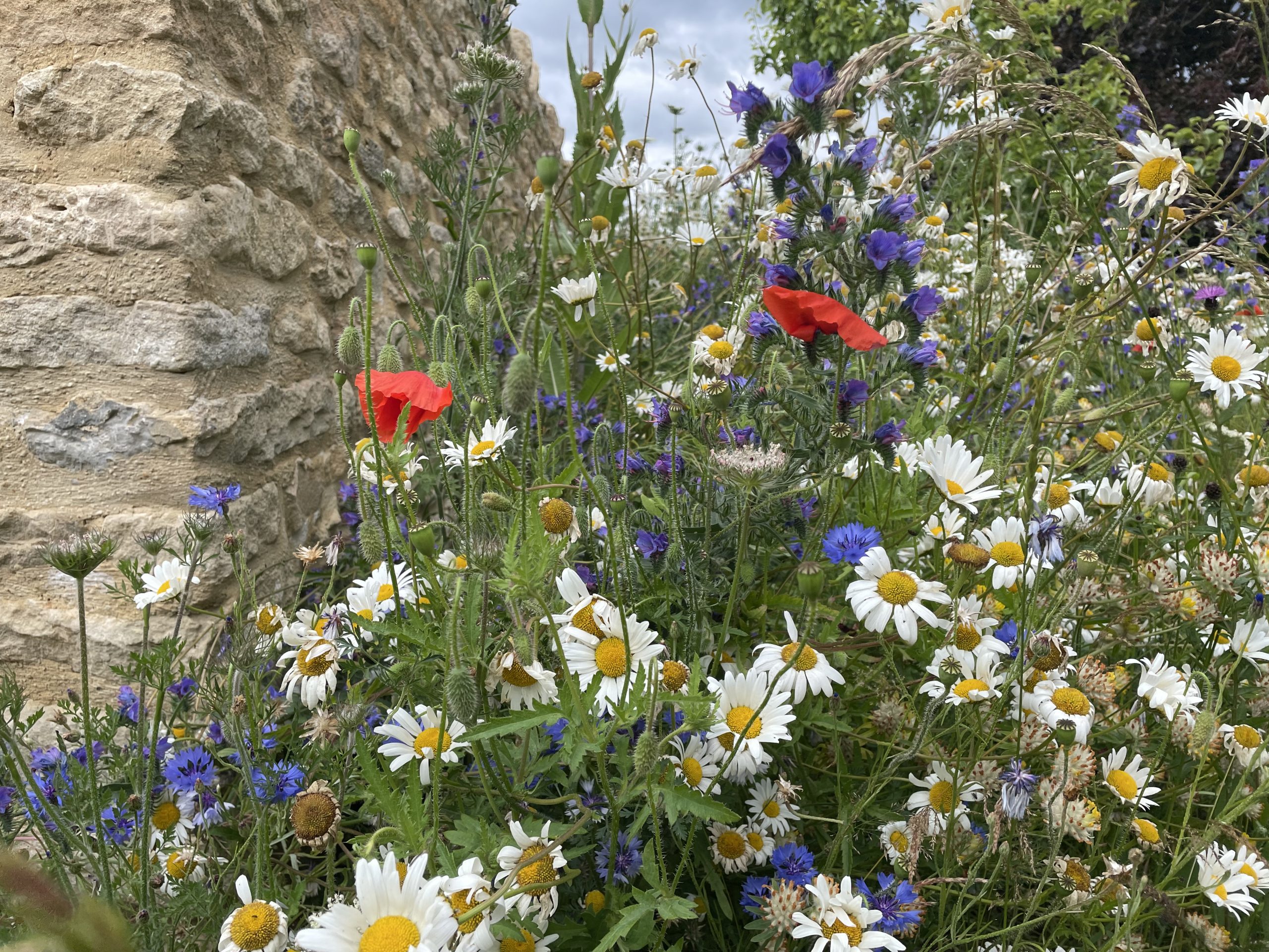 07 Wildflowers