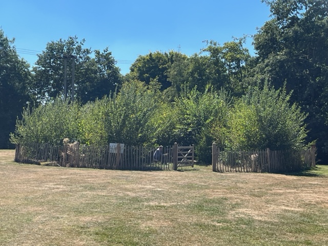 Witney Tiny Forest