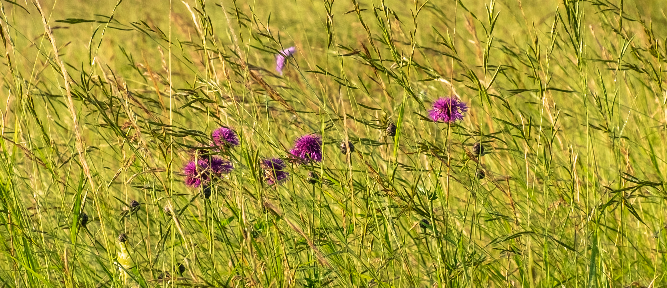 Anne Walsh Knapweed flowers & long grass