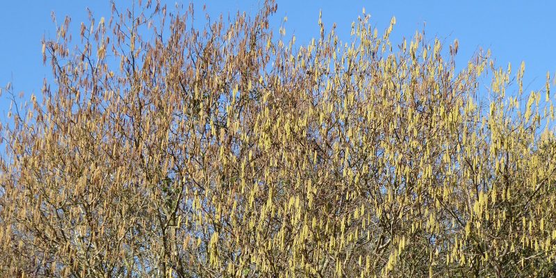 March - Catkins